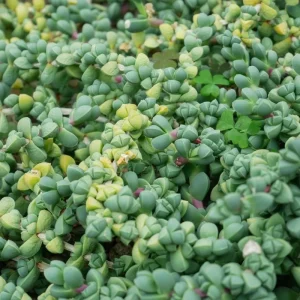 Corpuscularia Lehmannii Ice Plant Live Succulent - Fully Rooted, 4 Inch Pot - Image 3