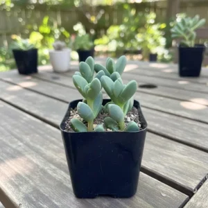 Corpuscularia Lehmannii Ice Plant Live Succulent - Fully Rooted, 4 Inch Pot - Image 4