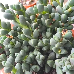 Corpuscularia Lehmannii Ice Plant Live Succulent - Fully Rooted, 4 Inch Pot - Image 5