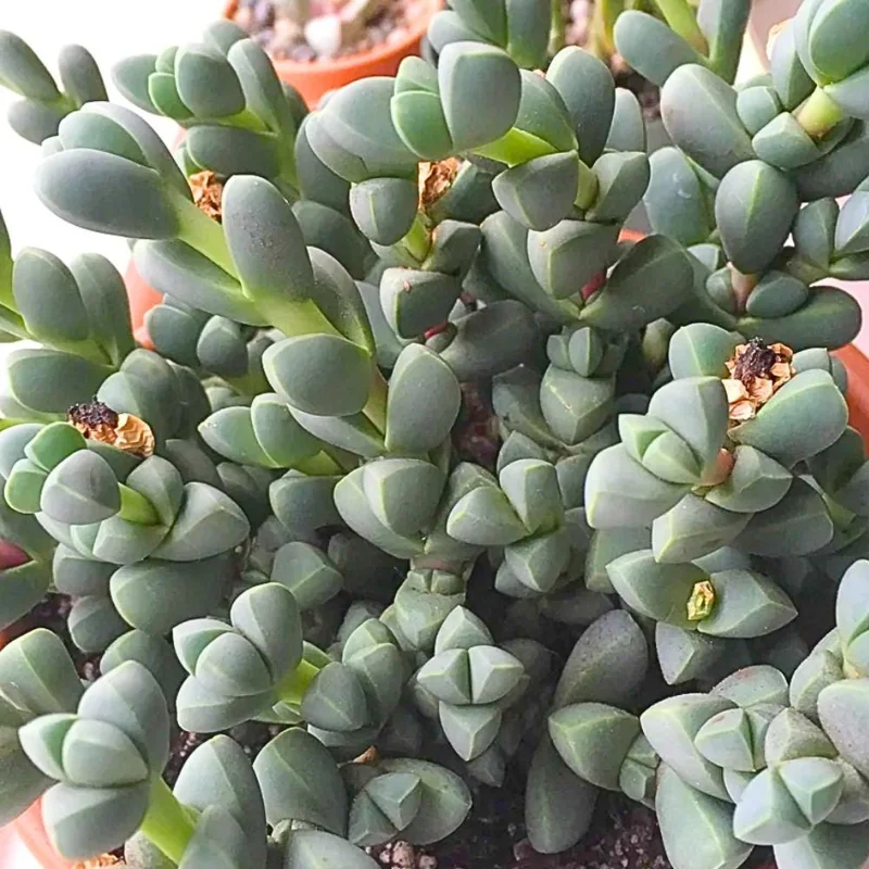 Corpuscularia Lehmannii Ice Plant Live Succulent - Fully Rooted, 4 Inch Pot - Image 5