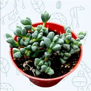 Corpuscularia Lehmannii Ice Plant Succulent - 2 Inch Live Plant for Indoor/Outdoor - Image 2