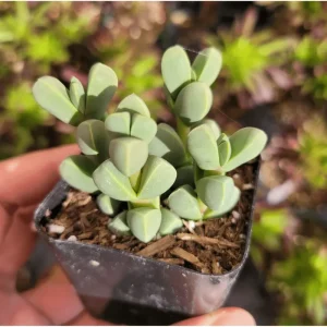 Corpuscularia Lehmannii Ice Plant Succulent - 2 Inch Live Plant for Indoor/Outdoor - Image 3