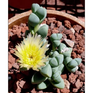 Corpuscularia Lehmannii Ice Plant Succulent - 2 Inch Live Plant for Indoor/Outdoor - Image 5