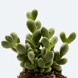 Corpuscularia Lehmannii Ice Plant Succulent - 2 Inch Live Plant for Indoor/Outdoor - Image 6