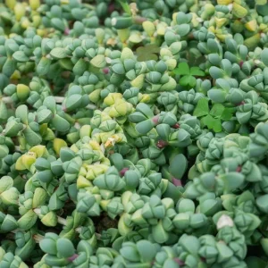 Corpuscularia Lehmannii Live Plant - Ice Plant Succulent, Fully Rooted, 4 Inch Pot - Image 3