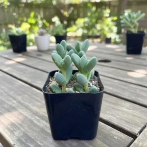 Corpuscularia Lehmannii Live Plant - Ice Plant Succulent, Fully Rooted, 4 Inch Pot - Image 4