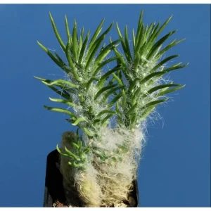 Cotton Cactus Live Succulent Plant - Austrocylindropuntia Vestita - 2 Inch Pot - Indoor/Outdoor Decor - Image 5