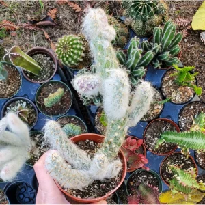 Cotton Cactus Live Succulent Plant - Austrocylindropuntia Vestita - 2 Inch Pot - Indoor/Outdoor Decor - Image 6