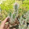Cotton Cactus Live Succulent Plant - Austrocylindropuntia Vestita - 2 Inch Pot - Indoor/Outdoor Decor - Image 1
