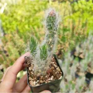 Cotton Cactus Live Succulent Plant - Austrocylindropuntia Vestita - 2 Inch Pot - Indoor/Outdoor Decor - Image 1