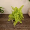Cotton Candy Fern Live Plant - Nephrolepis Exaltata in 4 Inch Pot, Indoor - Image 1