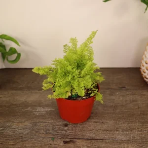 Cotton Candy Fern Live Plant - Nephrolepis Exaltata in 4 Inch Pot, Indoor - Image 2