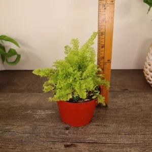 Cotton Candy Fern Live Plant - Nephrolepis Exaltata in 4 Inch Pot, Indoor - Image 3