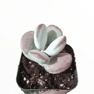 Cotyledon Orbiculata 'Ping Pong' Succulent Live Plant – 2 Inch Pot – Indoor Outdoor - Image 2