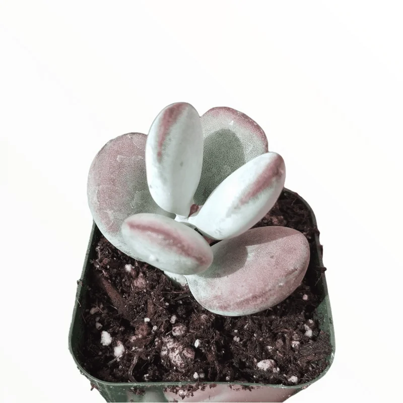 Cotyledon Orbiculata 'Ping Pong' Succulent Live Plant – 2 Inch Pot – Indoor Outdoor - Image 2