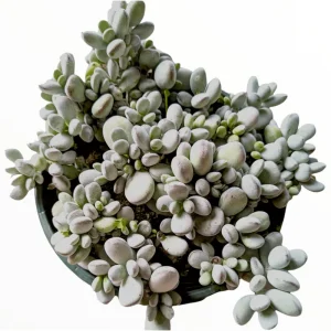 Cotyledon Orbiculata 'Ping Pong' Succulent Live Plant – 2 Inch Pot – Indoor Outdoor - Image 3