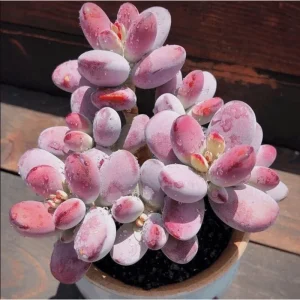 Cotyledon Orbiculata 'Ping Pong' Succulent Live Plant – 2 Inch Pot – Indoor Outdoor - Image 5