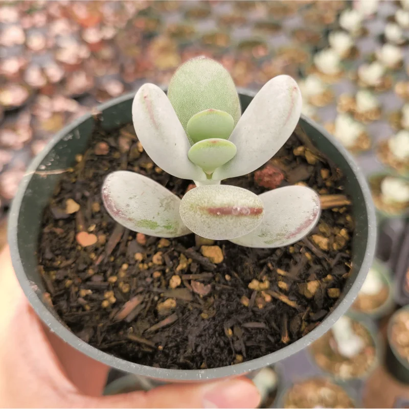 Cotyledon Orbiculata 'Ping Pong' Succulent Live Plant – 2 Inch Pot – Indoor Outdoor - Image 6
