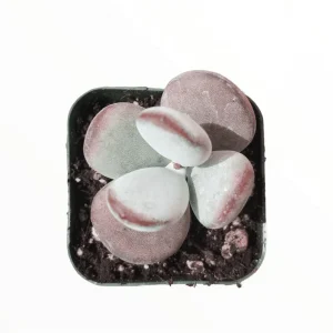 Cotyledon Orbiculata 'Ping Pong' Succulent Live Plant – 2 Inch Pot – Indoor Outdoor - Image 1