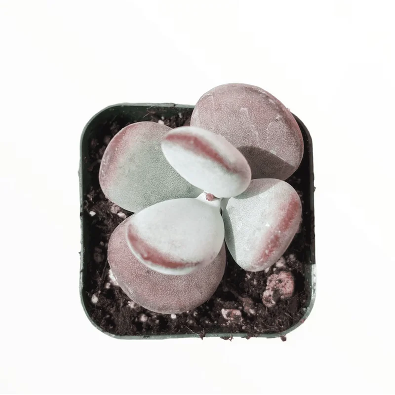 Cotyledon Orbiculata 'Ping Pong' Succulent Live Plant – 2 Inch Pot – Indoor Outdoor - Image 1