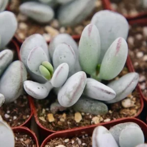 Cotyledon Orbiculata White Succulent Live Plant – Rare – 2 Inch Pot - Image 2