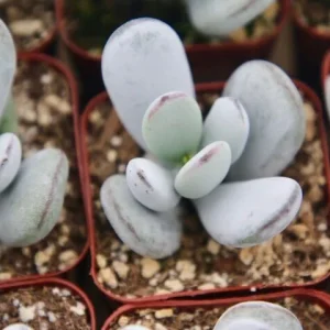 Cotyledon Orbiculata White Succulent Live Plant – Rare – 2 Inch Pot - Image 3