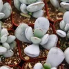 Cotyledon Orbiculata White Succulent Live Plant – Rare – 2 Inch Pot - Image 1