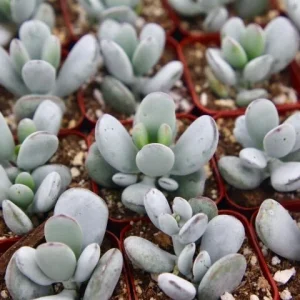 Cotyledon Orbiculata White Succulent Live Plant – Rare – 2 Inch Pot - Image 4