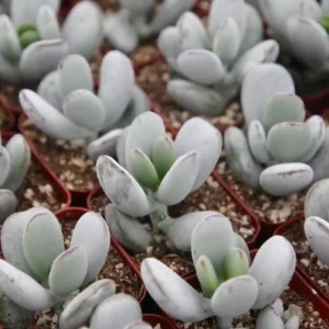 Cotyledon Orbiculata White Succulent Live Plant – Rare – 2 Inch Pot - Image 5