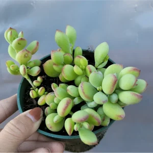 Cotyledon Pendens 'Cliff Cotyledon' Succulent Live Plant 2 Inch Pot Indoor Outdoor - Image 2