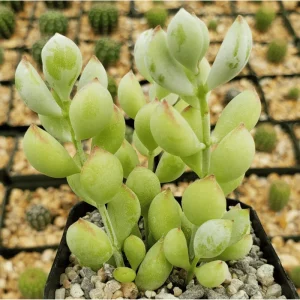 Cotyledon Pendens 'Cliff Cotyledon' Succulent Live Plant 2 Inch Pot Indoor Outdoor - Image 3
