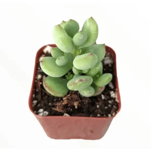 Cotyledon Pendens 'Cliff Cotyledon' Succulent Live Plant 2 Inch Pot Indoor Outdoor - Image 1