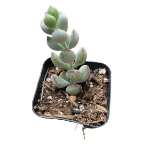 Cotyledon Pendens 'Cliff Cotyledon' Succulent Live Plant 2 Inch Pot Indoor Outdoor - Image 4