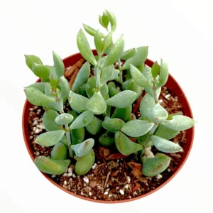 Cotyledon Pendens 'Cliff Cotyledon' Succulent Live Plant 2 Inch Pot Indoor Outdoor - Image 5