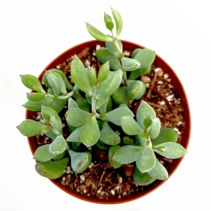 Cotyledon Pendens 'Cliff Cotyledon' Succulent Live Plant 2 Inch Pot Indoor Outdoor - Image 6