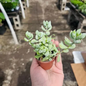 Cotyledon pendens Live Plant – Cliff Cotyledon – 2in or 4in Pot – Trailing Succulent - Image 2