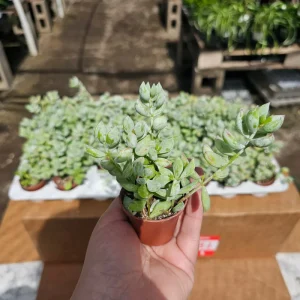 Cotyledon pendens Live Plant – Cliff Cotyledon – 2in or 4in Pot – Trailing Succulent - Image 3