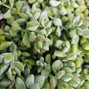 Cotyledon pendens Live Plant – Cliff Cotyledon – 2in or 4in Pot – Trailing Succulent - Image 5