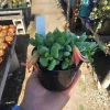 Cotyledon pendens Live Plant – Cliff Cotyledon – 2in or 4in Pot – Trailing Succulent - Image 1