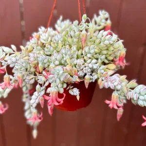 Cotyledon Pendens Live Plant – Trailing Succulent – Hanging Basket Plant – Pink Plant - Image 2