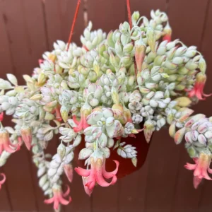Cotyledon Pendens Live Plant – Trailing Succulent – Hanging Basket Plant – Pink Plant - Image 3