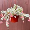 Cotyledon Pendens Live Plant – Trailing Succulent – Hanging Basket Plant – Pink Plant - Image 1