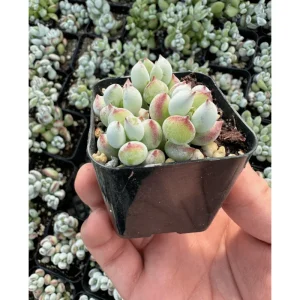 Cotyledon Pendens Live Succulent Plant – 2