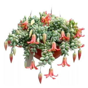 Cotyledon Pendens Live Succulent Plant – 2