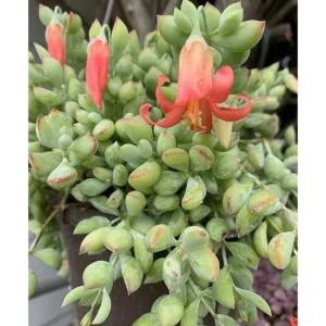 Cotyledon Pendens Live Succulent Plant – 2