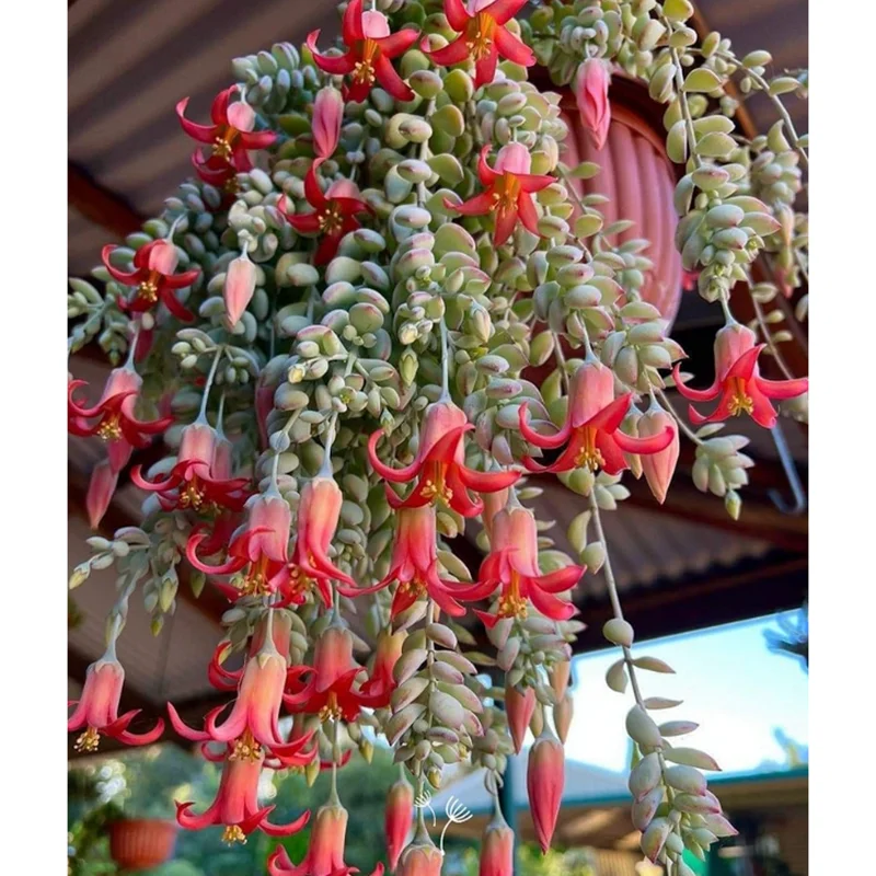 Cotyledon Pendens Live Succulent Plant – 2" Pot – Trailing Indoor/Outdoor - Image 5