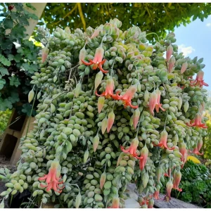 Cotyledon Pendens Live Succulent Plant – 2