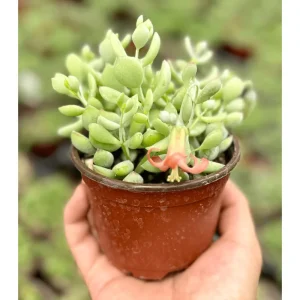 Cotyledon Pendens Live Succulent Plant 4