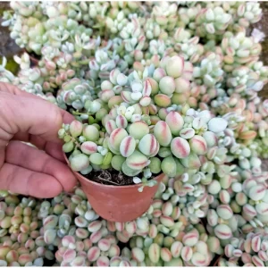 Cotyledon Pendens Live Succulent Plant 4