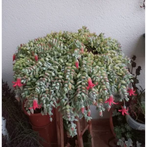 Cotyledon Pendens Live Succulent Plant 4